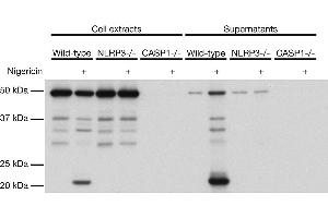 Mouse caspase-1 (p20) is detected by immunoblotting using anti-Caspase-1 (p20) (mouse), mAb (Casper-1) .