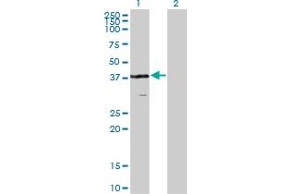 VPS26A antibody  (AA 228-327)