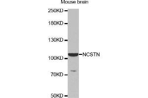Western Blotting (WB) image for anti-Nicastrin (NCSTN) (AA 429-669) antibody (ABIN6213629) (Nicastrin antibody  (AA 429-669))