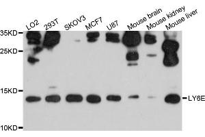 Western blot analysis of extracts of various cell lines, using LY6E antibody. (LY6E antibody)