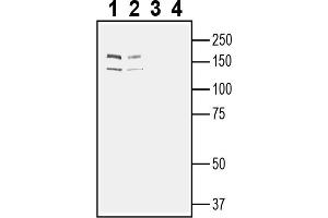 Western blot analysis of rat brain lysates (lanes 1 and 3) and mouse brain lysates (lanes 2 and 4):1-2.