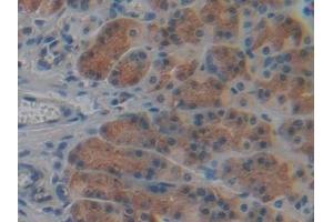 Detection of CYP-40 in Rat Stomach Tissue using Polyclonal Antibody to Cyclophilin 40 (CYP-40) (PPID antibody  (AA 7-191))