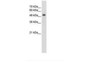Image no. 2 for anti-Solute Carrier Family 1 Member 5 (SLC1A5) (AA 241-290) antibody (ABIN203414)