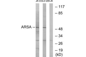 Western blot analysis of extracts from Jurkat cells and COLO cells, using ARSA antibody. (Arylsulfatase A antibody  (Internal Region))