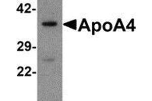 Western blot analysis of ApoA4 in human liver tissue lysate with ApoA4 antibody at 1 μg/ml. (APOA4 antibody  (C-Term))