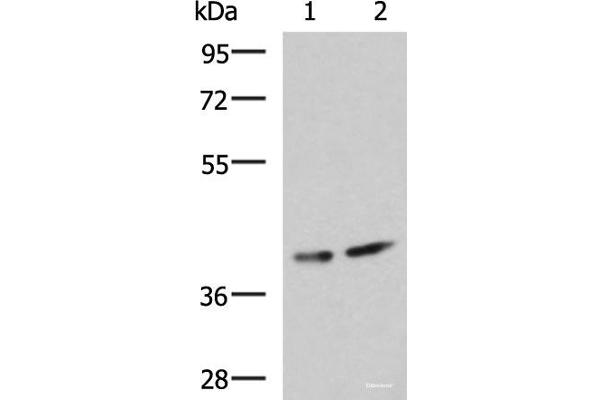 Prokineticin Receptor 2 antibody