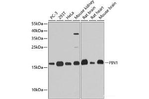 Western blot analysis of extracts of various cell lines using PIN1 Polyclonal Antibody at dilution of 1:1000. (PIN1 antibody)