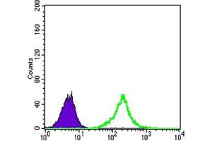 Flow cytometric analysis of A549 cells using CTNNB1 mouse mAb (green) and negative control (purple). (CTNNB1 antibody)