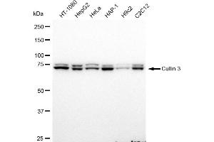 Western blotting analysis using Cullin 3 antibody (ABIN7798178).