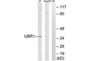 Western Blotting (WB) image for anti-Ubiquitin Protein Ligase E3 Component N-Recognin 1 (UBR1) (AA 821-870) antibody (ABIN2890292) (UBR1 antibody  (AA 821-870))