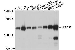Western blot analysis of extracts of various cell lines, using COPB1 antibody. (COPB1 antibody)