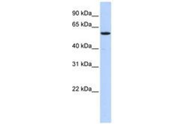 NUFIP1 抗体  (AA 107-156)