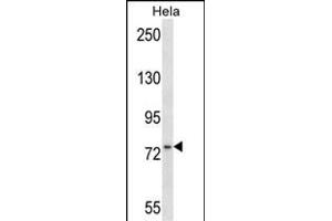 MSN Antibody (C-term) (ABIN657674 and ABIN2846666) western blot analysis in Hela cell line lysates (35 μg/lane).