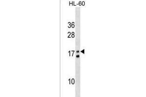 MGT4L Antibody (Center) (ABIN1538493 and ABIN2838278) western blot analysis in HL-60 cell line lysates (35 μg/lane). (MGT4L (AA 56-82) antibody)