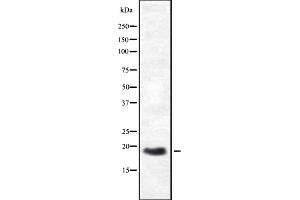 Western blot analysis of HES3 expression in HEK293 cells ,The lane on the left is treated with the antigen-specific peptide. (HES3 antibody  (N-Term))