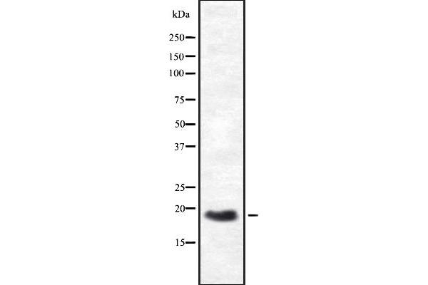HES3 antibody  (N-Term)
