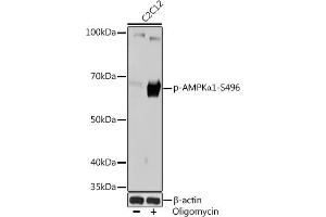 Western blot analysis of extracts of C2C12 cells, using Phospho-AMPKα1-S496 Rabbit mAb (ABIN7269653) at 1:1000 dilution. (PRKAA1 antibody  (pSer496))