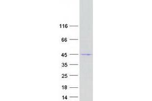 Gasdermin B Protein (GSDMB) (Transcript Variant 3) (Myc-DYKDDDDK Tag)
