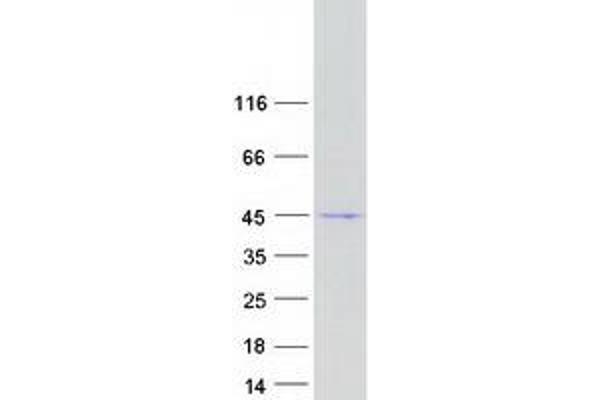 Gasdermin B Protein (GSDMB) (Transcript Variant 3) (Myc-DYKDDDDK Tag)