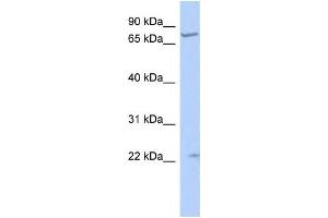Western Blotting (WB) image for anti-Stimulated By Retinoic Acid 6 (STRA6) antibody (ABIN2459328) (STRA6 antibody)
