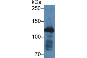 Detection of FBN1 in Mouse Colon lysate using Polyclonal Antibody to Fibrillin 1 (FBN1) (Fibrillin 1 antibody  (AA 246-389))