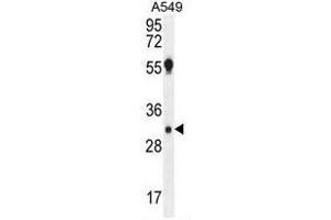 AQP12B Antibody (C-term) western blot analysis in A549 cell line lysates (35µg/lane). (Aquaporin 12B antibody  (C-Term))