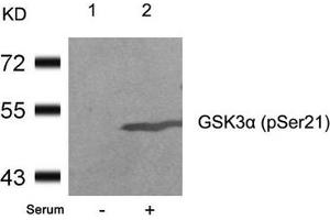 Western blot analysis of extracts from 293 cells untreated(lane 1) or treated with serum(lane 2) using GSK3a(Phospho-Ser21) Antibody. (GSK3 alpha antibody  (pSer21))