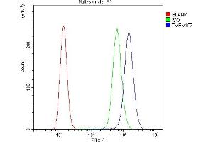 anti-Transmembrane Protein 107 (TMEM107) (AA 22-57), (N-Term) antibody