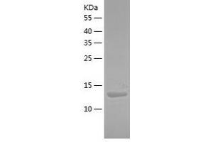 Western Blotting (WB) image for phospholipase A2, Group V (PLA2G5) (AA 21-137) protein (His tag) (ABIN7124428) (PLA2G5 Protein (AA 21-137) (His tag))