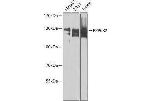Western blot analysis of extracts of various cell lines, using PPP6R2 antibody  at 1:1000 dilution. (SAPS2 antibody  (AA 640-959))