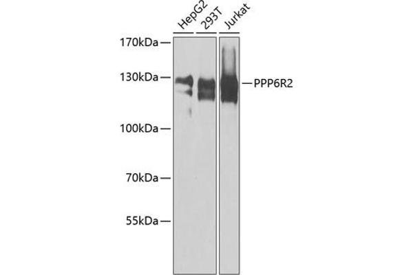 SAPS2 抗体  (AA 640-959)