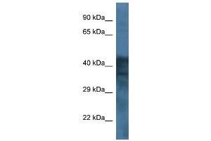 Western Blotting (WB) image for anti-gamma-aminobutyric Acid (GABA) A Receptor, Subunit beta 1 (GABRB1) (Middle Region) antibody (ABIN2779372)