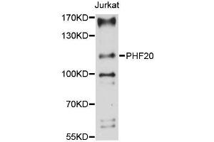 Western blot analysis of extracts of Jurkat cells, using PHF20 antibody (ABIN5996662) at 1:3000 dilution.