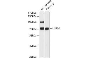 Western blot analysis of extracts of various cell lines, using USP30 antibody (ABIN6131133, ABIN6150017, ABIN6150018 and ABIN6216645) at 1:3000 dilution. (Usp30 antibody  (AA 57-390))