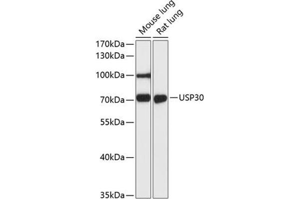 Usp30 antibody  (AA 57-390)