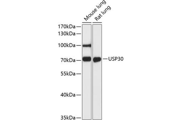 Usp30 Antikörper  (AA 57-390)