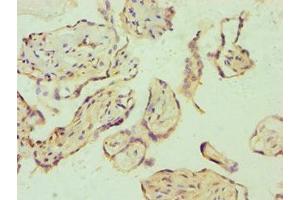 Immunohistochemistry of paraffin-embedded human placenta tissue using ABIN7172529 at dilution of 1:100 (E2F6 antibody  (AA 1-281))