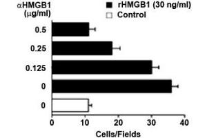 Image no. 1 for anti-High Mobility Group Box 1 (HMGB1) antibody (ABIN1176835) (HMGB1 antibody)