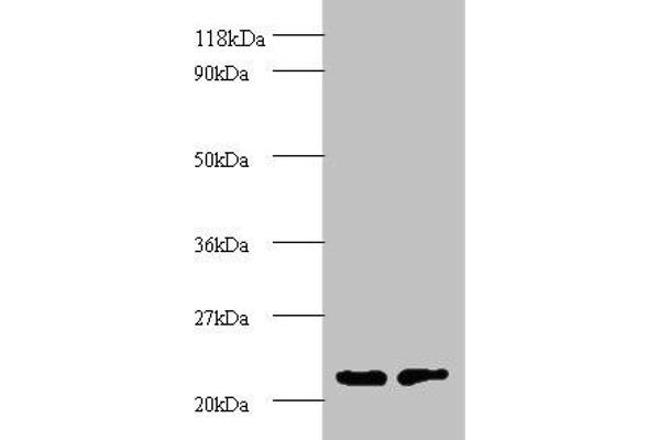 PSMB2 antibody  (AA 1-201)