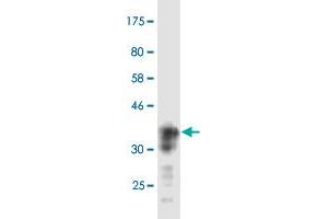 Western Blot detection against Immunogen (37. (SIAH1 antibody  (AA 1-110))