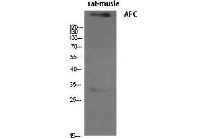 Western Blot (WB) analysis of specific cells using APC Polyclonal Antibody. (APC antibody  (C-Term))