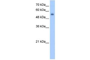 UGT3A2 antibody used at 2. (UGT3A2 antibody  (N-Term))