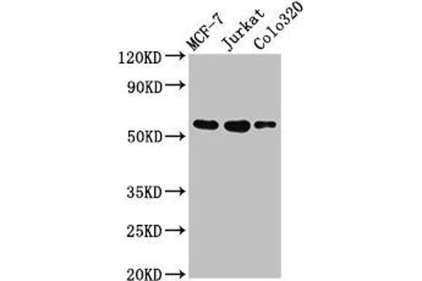 IRX4 anticorps  (AA 287-363)
