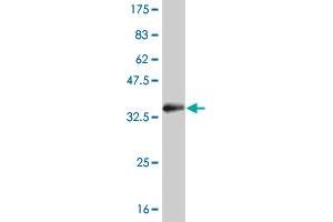 Western Blot detection against Immunogen (33. (SGK2 antibody  (AA 293-367))