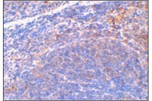 Immunohistochemical staining of mouse spleen tissue using AP30815PU-N at 2 μg/ml. (DIABLO antibody  (C-Term))