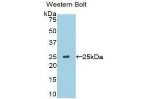 Western Blotting (WB) image for anti-Sclerostin Domain Containing 1 (SOSTDC1) (AA 24-206) antibody (ABIN1860599) (SOSTDC1 antibody  (AA 24-206))