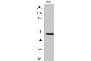 Western Blotting (WB) image for anti-Coagulation Factor III (thromboplastin, Tissue Factor) (F3) (Ser370) antibody (ABIN3180913)