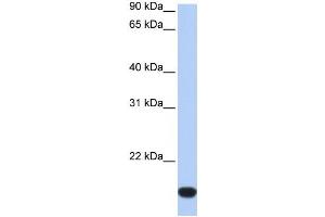 Western Blotting (WB) image for anti-FLJ44894 antibody (ABIN2459413) (FLJ44894 antibody)