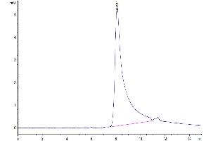 The purity of Human IL-10 Protein is greater than 95 % as determined by SEC-HPLC. (IL-10 Protein (His-Avi Tag))