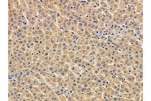 ABIN7094083 and ABIN7098127 at 1/100 staining rat liver tissue by IHC-P. (ATL3 antibody  (C-Term))